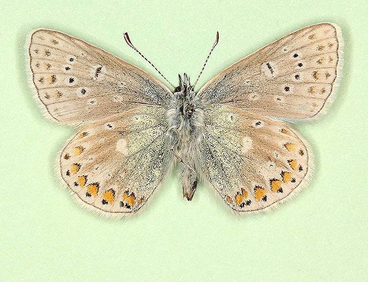 Polyommatus icarus male (aberrant form anticoglomerata + semipersica, verso) (Internet Image property of respective owner, non-commercial use only)
